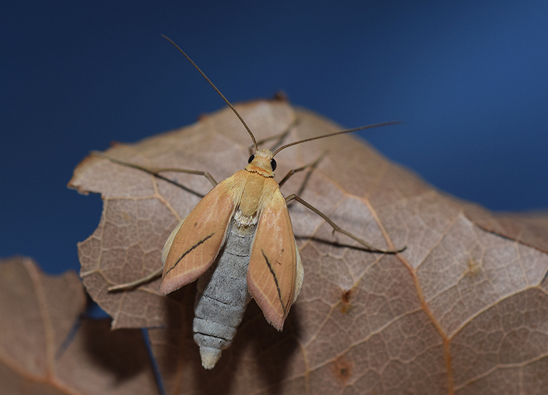 Una falena molto comune: Rhodometra sacraria, Geometridae